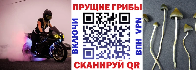 Галлюциногенные грибы Psilocybe  Купить где  Апшеронск 